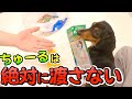 愛犬がわんちゅーるのパッケージを完全に覚えてしまいました