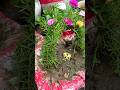 Moss Rose Decoration Ideas || Portulaca Decorating ideas🪴☺️ #viral #shorts #portulaca #ideas