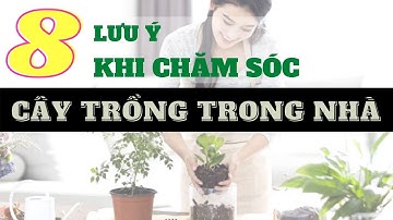 8 Cách Chăm Sóc Cây Trồng Trong Nhà  - Trồng cây trong nhà - Cây xanh |Cây Xanh Ngọc Trang|