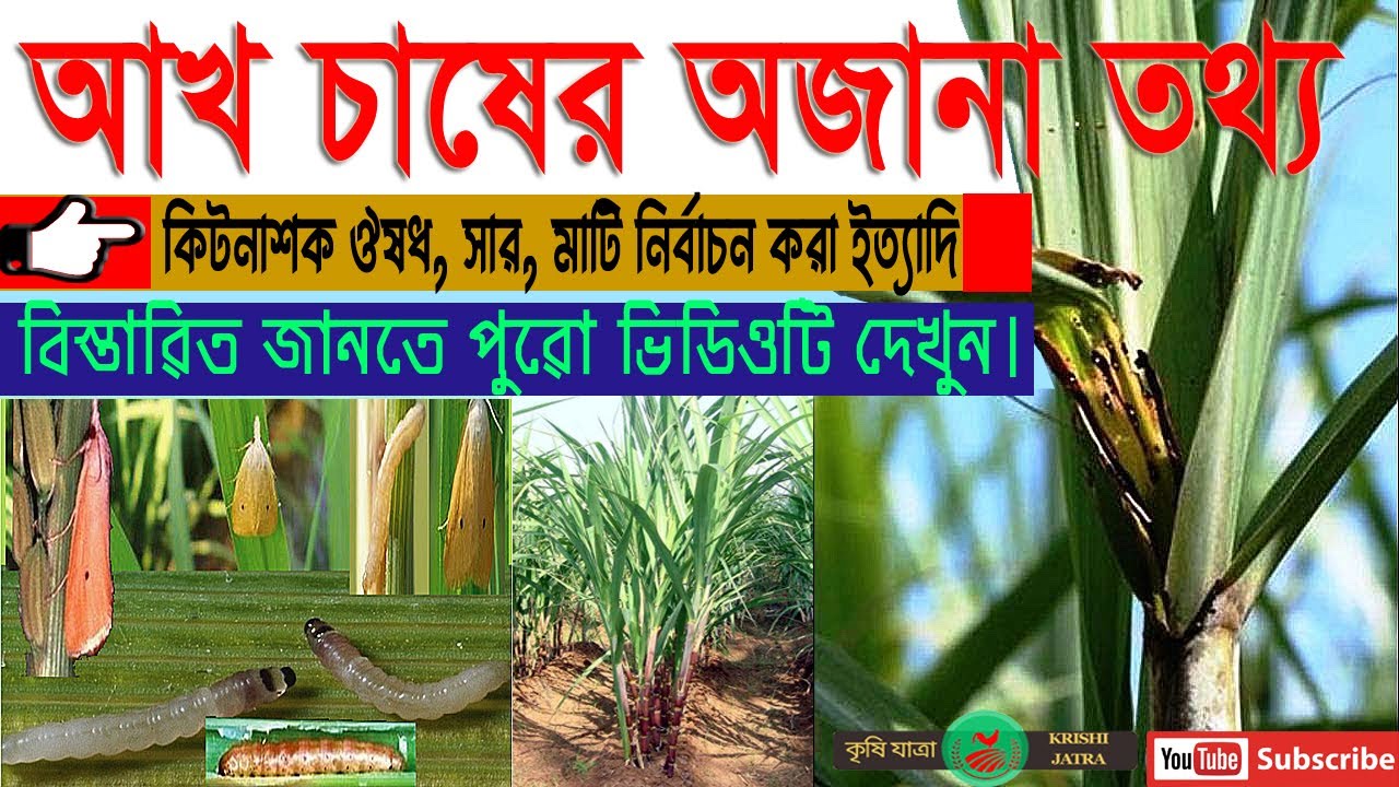 আখ চাষ করে মাসে ৪০ থেকে ৫০ হাজার টাকা আয় II  আপনিও হতে পারেন সফল একজন চাষী II