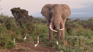 Meet Townsend the Tusker on Adine’s Kenyan Elephant Adventure