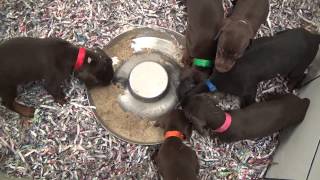 Building food drive in puppies by familydobes 1,003 views 8 years ago 3 minutes, 29 seconds