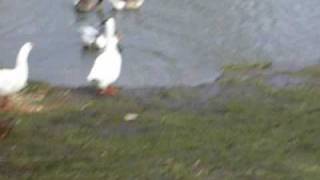 deus - for the roses