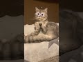 funny cats #shorts#cats