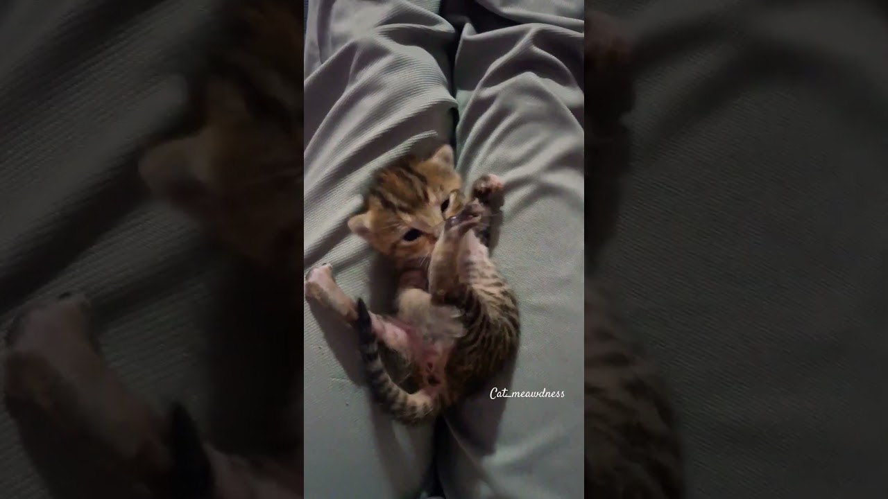 Cute baby #cat #cuteecats #shortsmusic #trending #trend #viralshorts