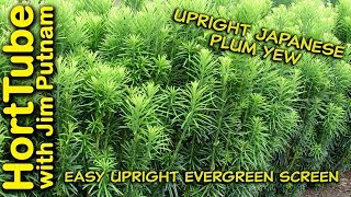 Upright Japanese Plum Yew In 2 Minutes - Narrow Screening Plant