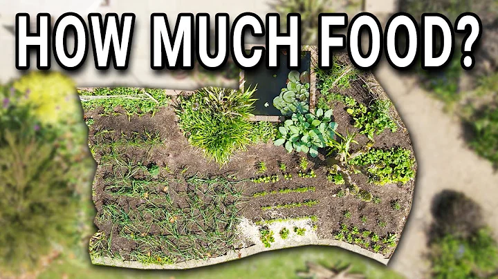 1 Year of Growing Food - A whole season of vegetable gardening - DayDayNews