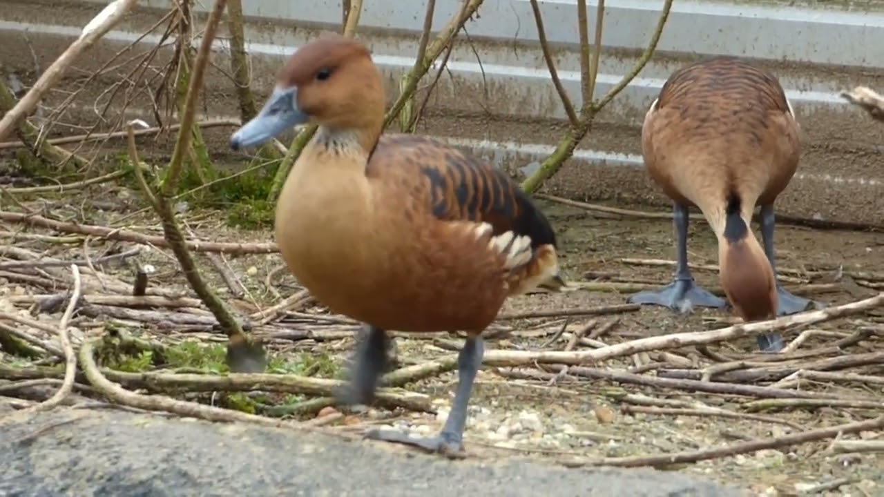 Fulvous Tree Duck