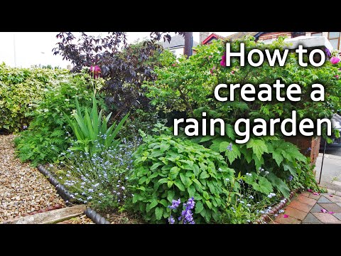 Видео: Что такое Rainscaping: узнайте о растениях и идеях Rainscaping