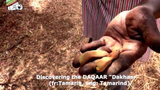 Discovering The Daqaar Dakhaar Tamarin Ñamal