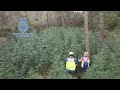 La Policía desmantela una megaplantación de marihuana en el interior de un bosque de Huesca