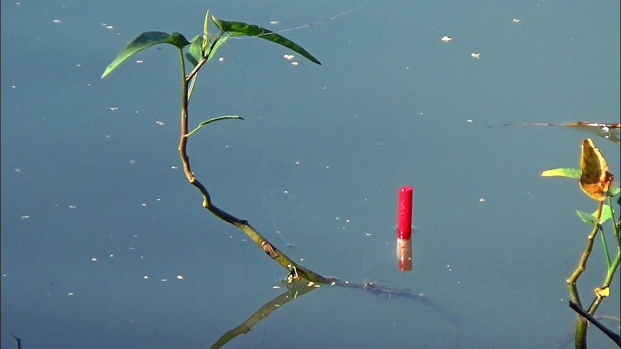 Mancing DI Rawa Umpan Lumut Halus