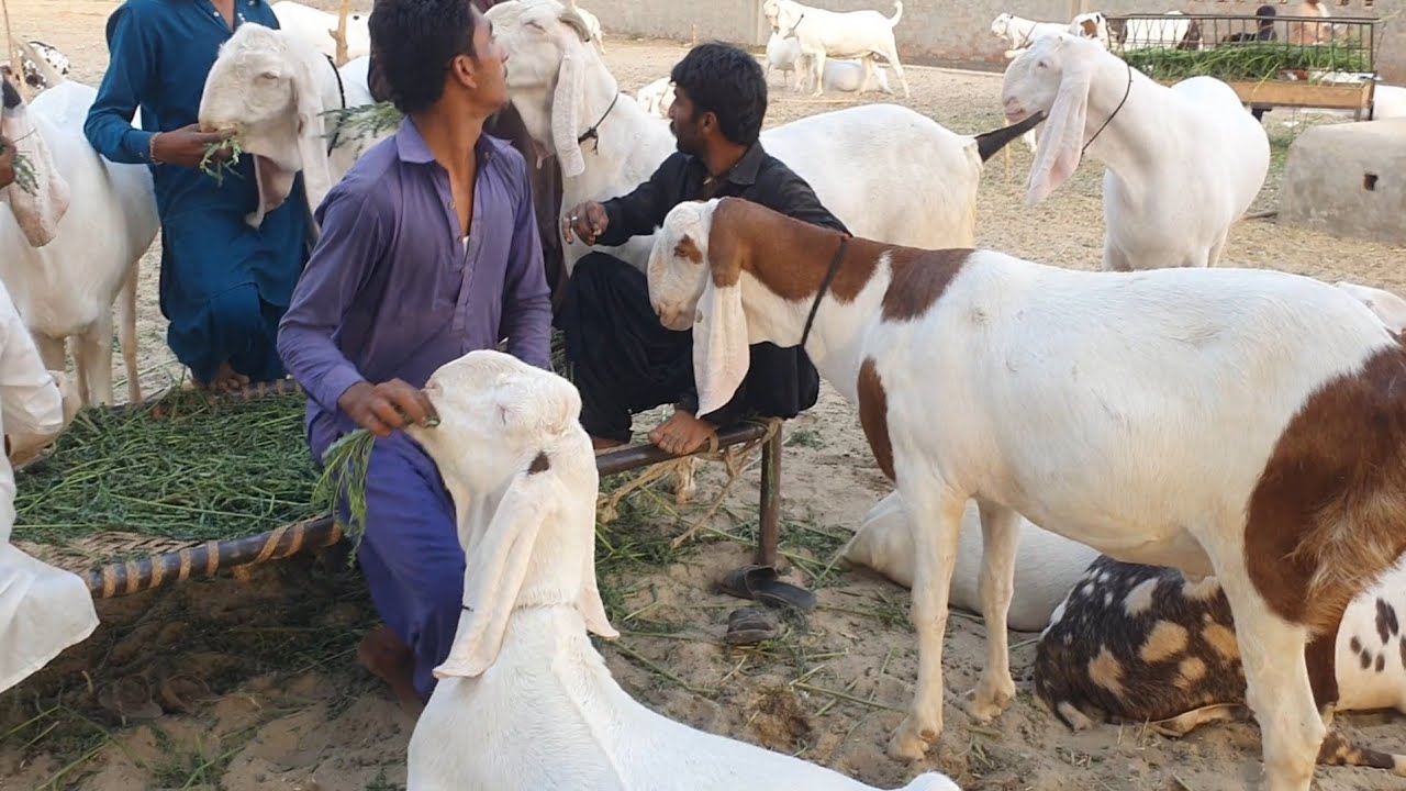 Eid Ke Bakre 24000 Ka Rajanpuri Nasl Ka Bakra 16500 Ki Bakri Sabir 