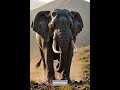 comment next animal mixture#lyricsvideo #aivideo #aivideo