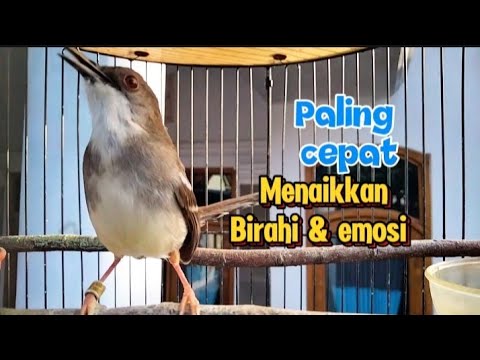 Pancingan ciblek semi agar cepat bunyi paling cepat merangsang emosi dan birahi ciblek