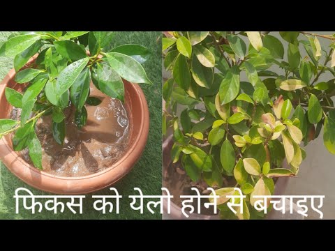 Ficus Plant की leaves yellow हो रही है - Ficus leaves turning yellow & falling off - What to do?