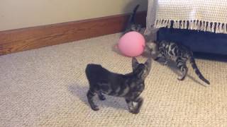 ♥️ Silver Charcoal Bengal kittens are playing with a ball