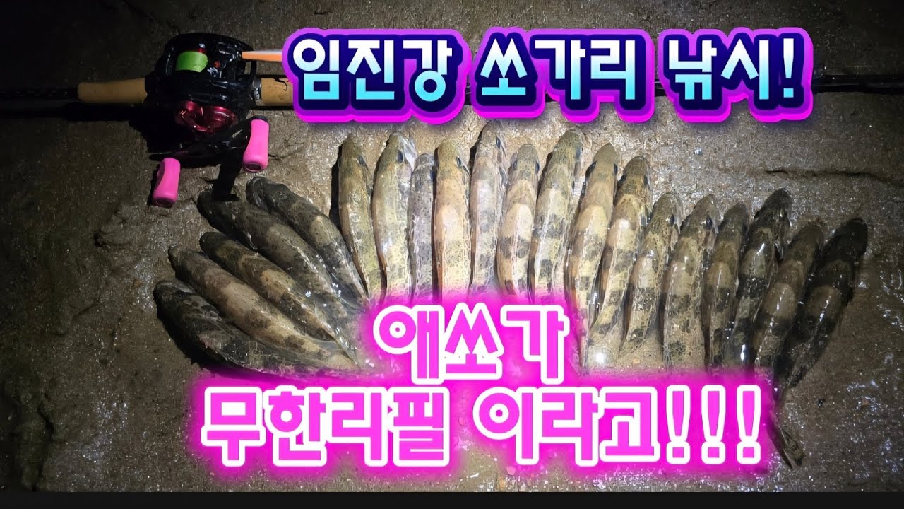 임진강 쏘가리 낚시 무한리필 맛집!!! #베이트피네스 #베이트피네스쏘가리 #트로이렉스 