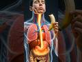 What happens inside your body when you eat banana🍌?#human #anatomy #shorts #ai