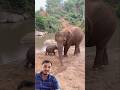 baby elephant is playing with his mom 🤣 👌👍🐘 | हाथी का बच्चा #wildlife #elephant #video #shorts