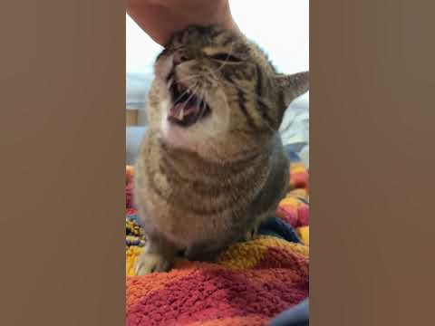 [閒聊] 這是什麼風格的音樂？