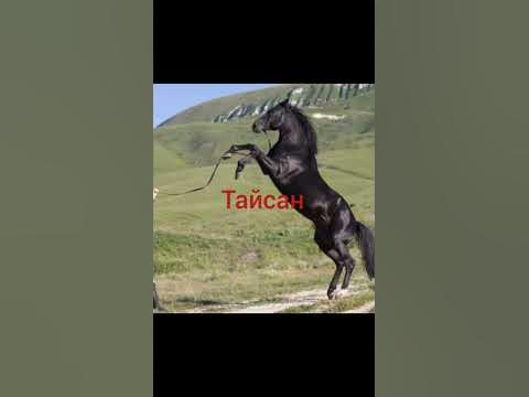 Красивые имена для жеребцов - YouTube