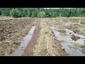 Tips pengaplikasian dekomposer, dr petani sederhana.
