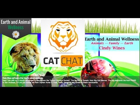 leopard print Cat Chat Show 35