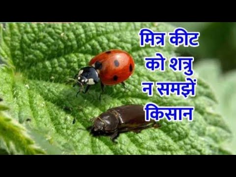 वीडियो: एक एफिड कैसा दिखता है?