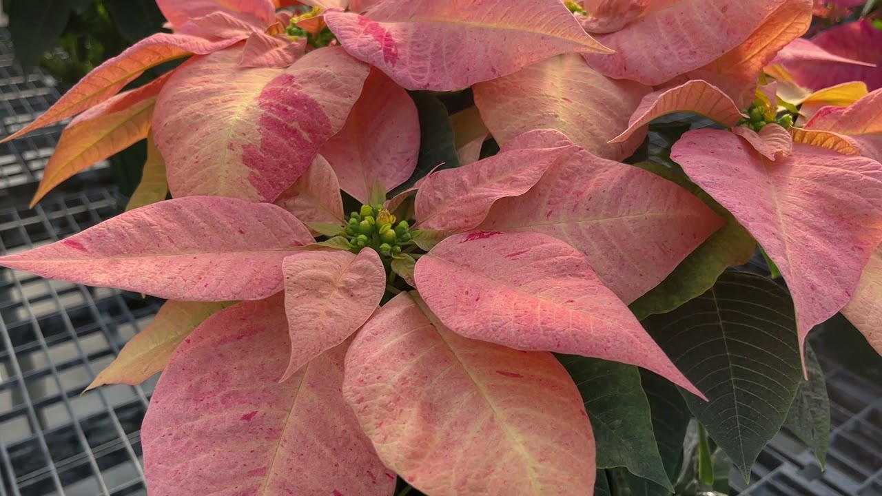 Karl Trellinger presents Candy Cinnamon at N.G. Heimos Greenhouses