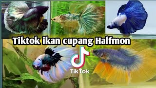 Tiktok ikan cupang Halfmon