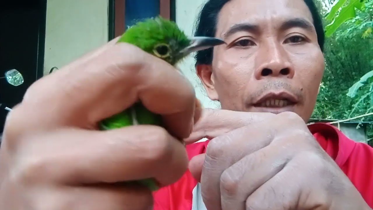 Cara membedakan burung cucak ijo kuningan jantan dan betina 100%akurat