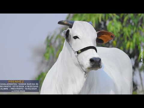 LOTE 02   SAU 183 PRENHEZ