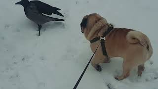 PUG and crow 🐕 🐦‍⬛ 🐿️ (and squirrel)