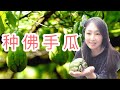 【菜园子13】佛手瓜種植-佛手瓜的育苗，栽种，搭架子 | growing chayote - germination，planting，build plant trainer