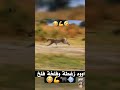 زغطة وفلخة فلخ وملطة ملط #shorts