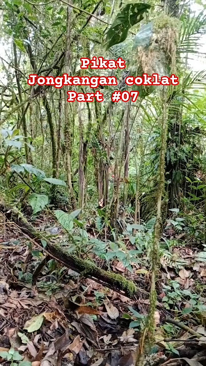 pikat jongkangan coklat par #07 #jongkangancoklat #jongkangan #cingcoang #burung #burunghutan #bird