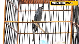 Burung Srigunting muda  4 juta bunyi nonstop / masteran oxibird  