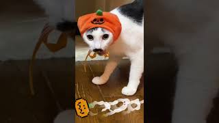 猫たちのハロウィンコスプレ