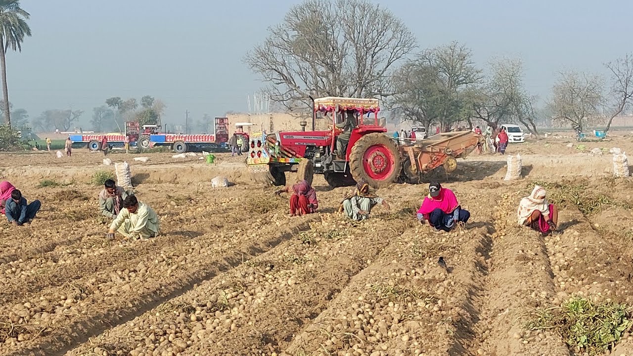 Potato harvesting on farm | MF 385