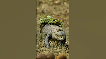 The MVPs Of The Watering Hole PlanetEarth3 