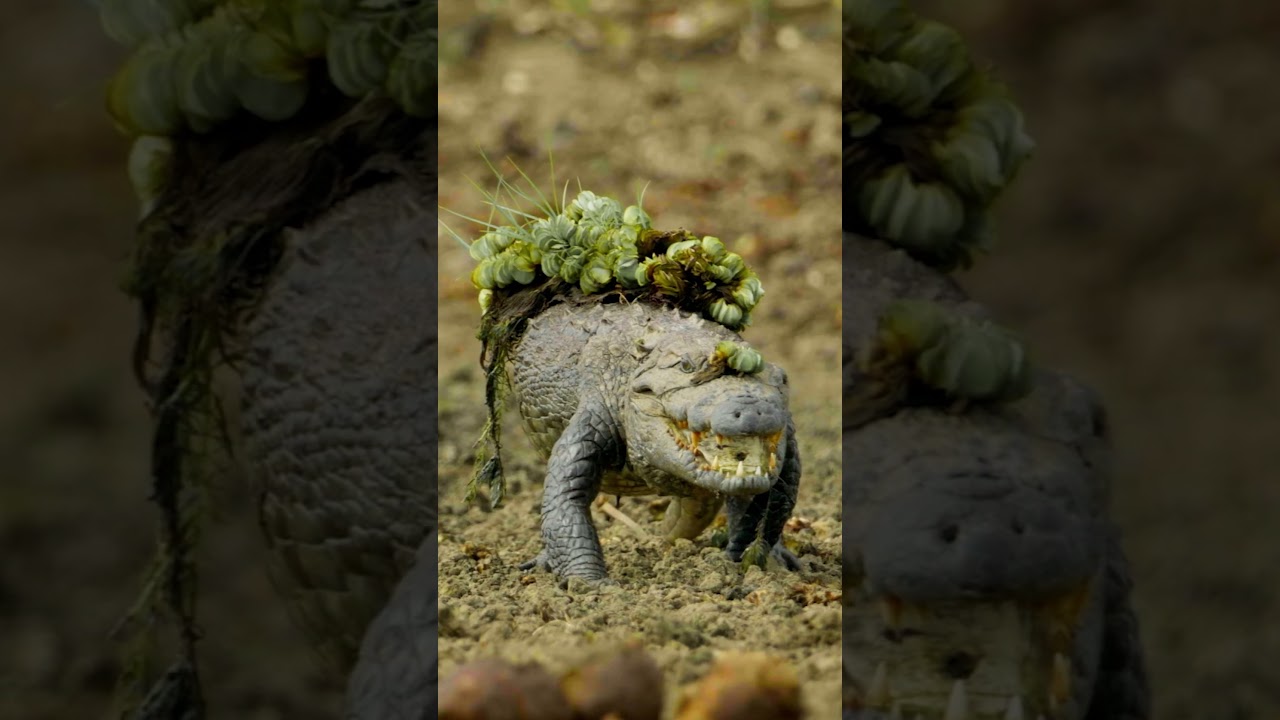 The MVPs of the watering hole 🐊 #PlanetEarth3