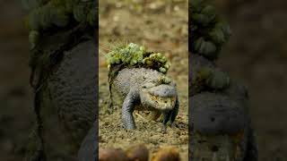 The Mvps Of The Watering Hole 🐊 #Planetearth3