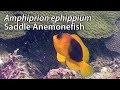Saddle anemonefish amphiprion ephippium stock footage  pal dv