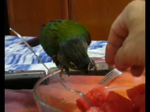 camera iphone 8 plus apk ROSITA.Pyrrhura perlata perlata. 6 mes.wmv