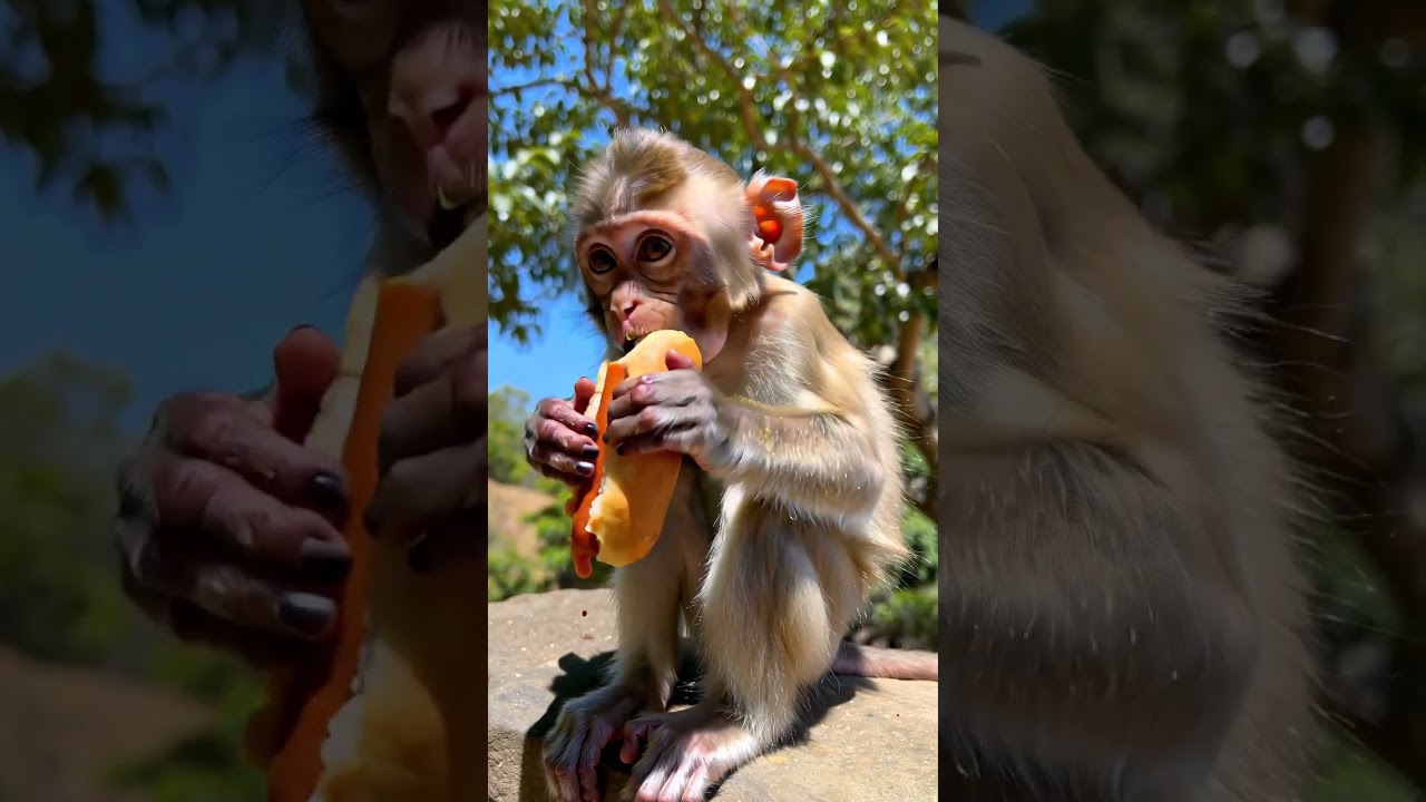 Monkey eating hot dog  