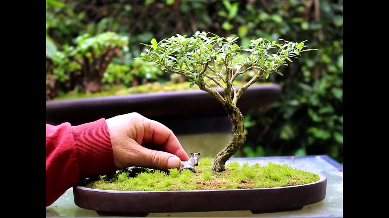 African Bonsai Trees Flat Top Style Youtube