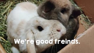 Bunny Vlog | We're good friends | Two bunnies are stuck together! [ENG/KR]