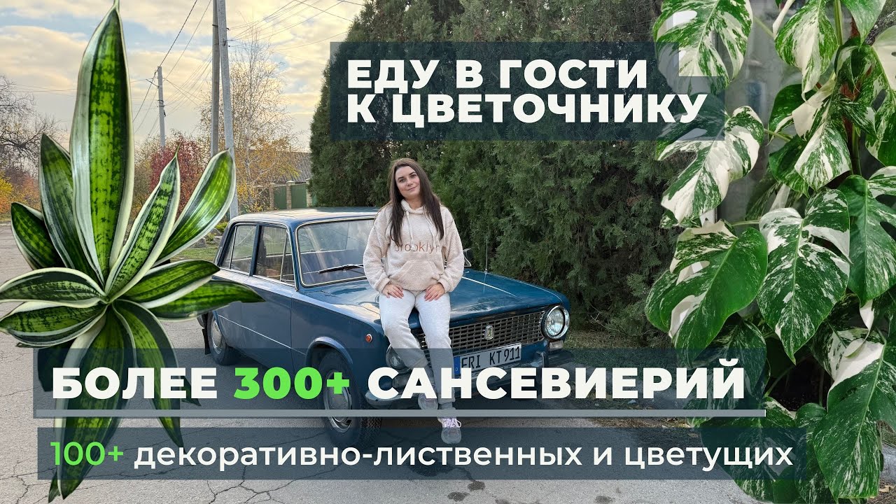 Еду в ГОСТИ к цветочнику. Более 300 СОРТОВЫХ САНСИВИЕРИЙ и более 100 ДЕКОРАТИВНО-ЛИСТВЕННЫХ дома!