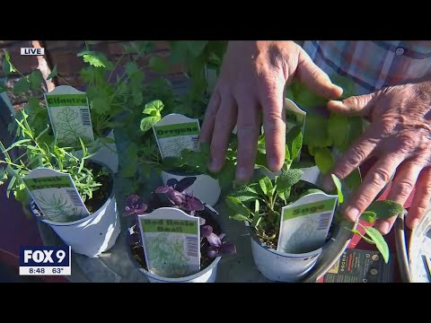 Video: Italian Parsley Tshuaj ntsuab - Yuav Ua Li Cas Loj hlob Italian Parsley